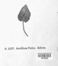 Image Associated With the Occurence